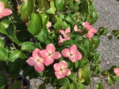 Cornus florida 'Rubra'