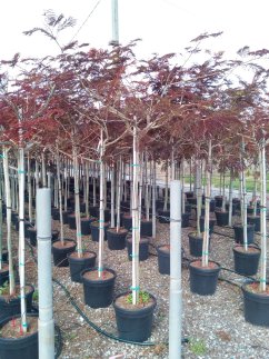 Albizia julibrissin 'Summer Chocolate'