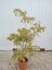 Acer palmatum 'Aconitifolium' - Varianty: ko35l velikost 60-80