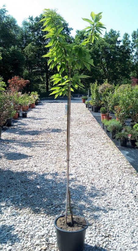 Castanea sativa
