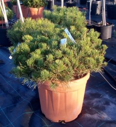 Pinus mugo 'Pumilio'