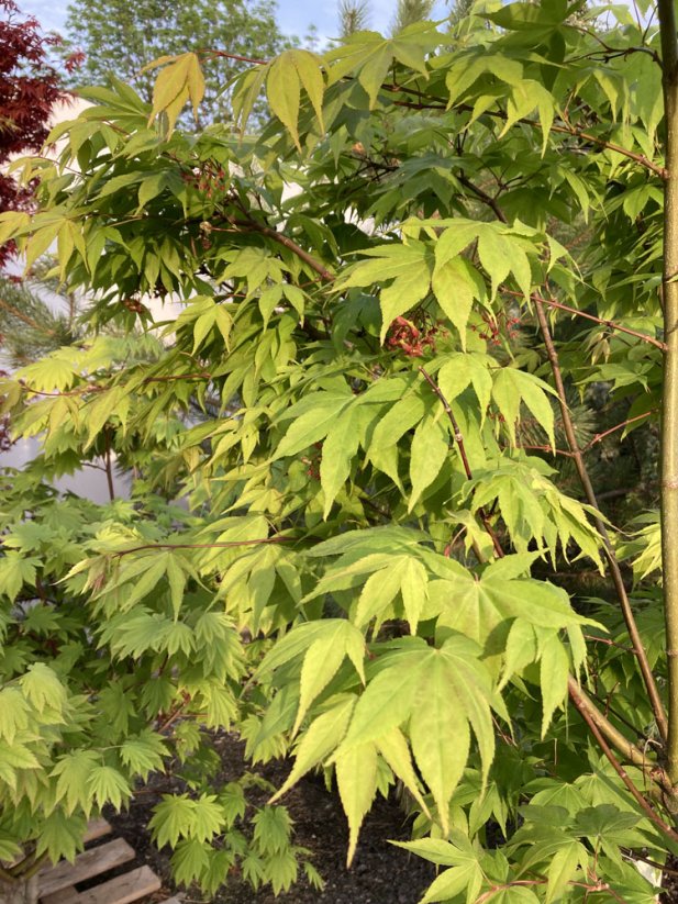 Acer palmatum 'Sangokaku' - Varianty: ko20l velikost 125-150