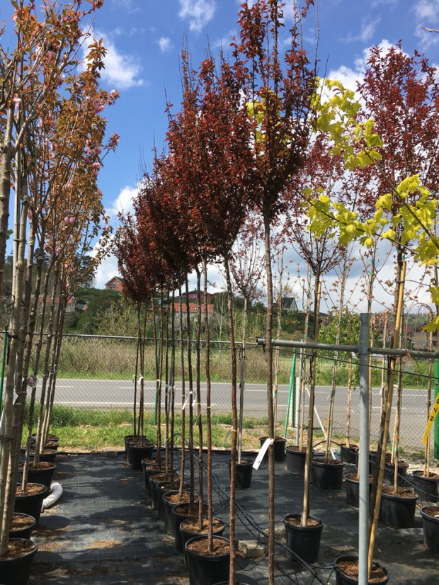 Prunus cerasifera 'Nigra' - Varianty: ko35l velikost 200-250