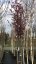 Malus 'Coccinella' - Varianty: ko35l velikost ok 8-10