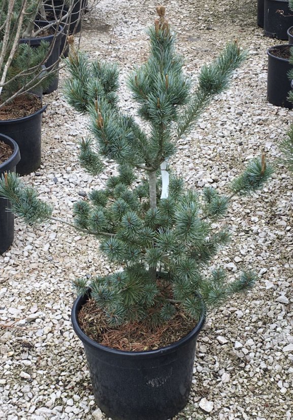 Pinus parviflora 'Negishi'