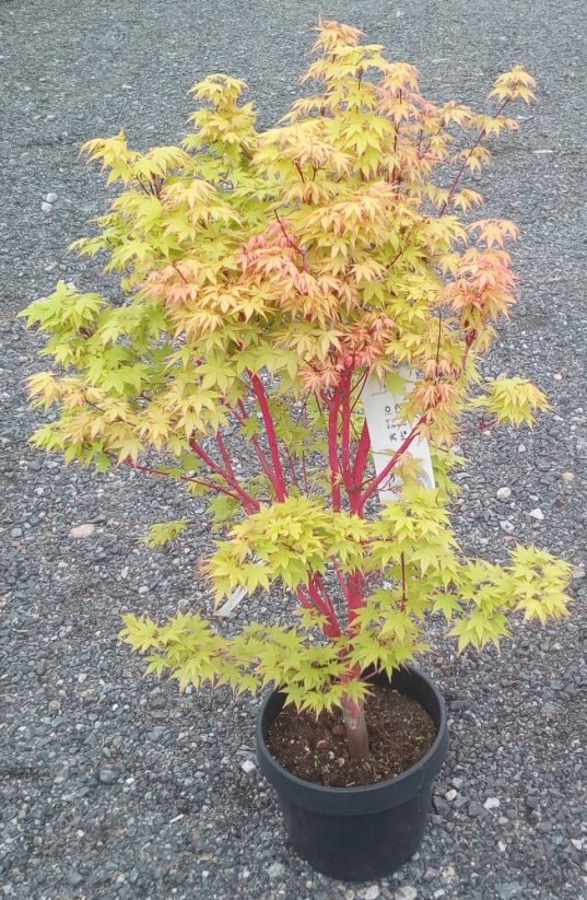 Acer palmatum 'Sangokaku' - Varianty: ko35l velikost 125-150
