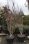 Cercis chinensis 'Avondale'