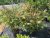 Euonymus alatus