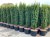 Taxus baccata 'Fastigiata Aurea'
