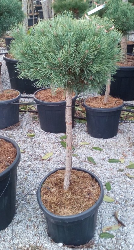 Pinus sylvestris 'Watererii' - Varianty: ko110l velikost 100-125 pompon