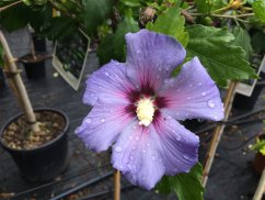 Hibiscus syriacus 'Oiseau blue'