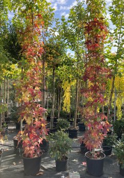 Liquidambar styraciflua 'Slender Silhouette'
