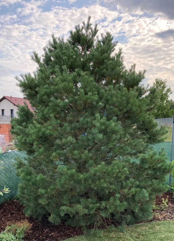 Pinus sylvestris - Varianty: ko285l velikost 200-225
