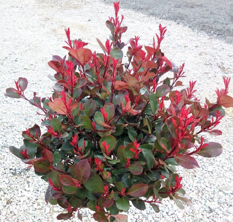 Photinia fraseri 'Nana' - Varianty: ko10l velikost ok 10-12 kmen 120