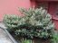 Prunus laurocerasus 'Otto Luyken' - Varianty: ko18l velikost 60-80