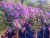 Syringa meyeri 'Pallibin'