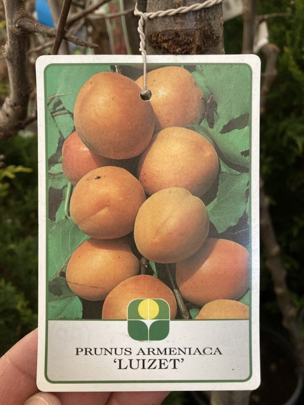 Prunus armeniaca 'Luizet' - Varianty: ko15l kmen 120 Prunus armeniaca 'Luizet' - Varianty: ko15l kmen 120