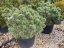 Pinus sylvestris 'Watererii'