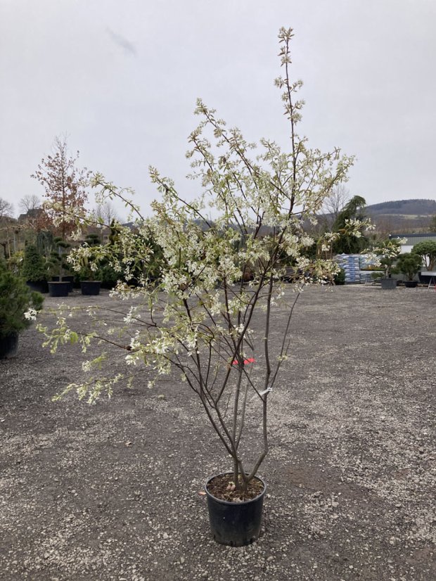 Amelanchier lamarckii