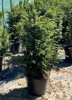 Taxus baccata
