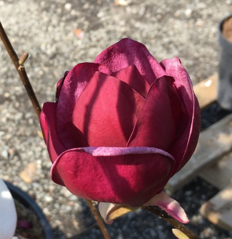 Magnolia 'Genie' ® - Varianty: ko7,5l velikost 80-100