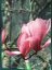 Magnolia 'Galaxy'