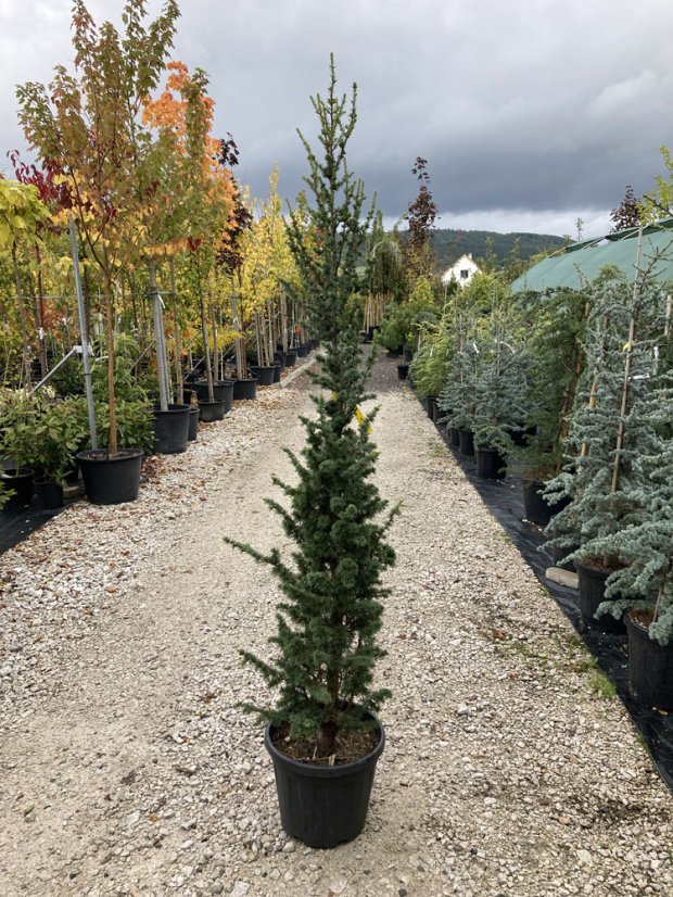 Cedrus atlantica 'Fastigiata' - Varianty: ko50l velikost 200-250