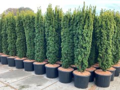Taxus baccata 'Fastigiata Aurea'