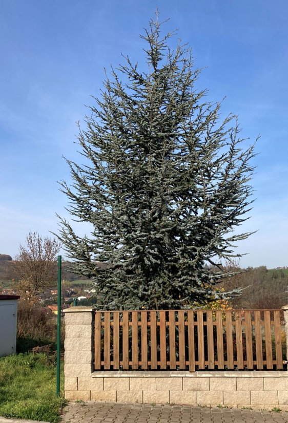 Cedrus atlantica 'Glauca'