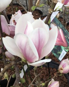 Magnolia soulangeana