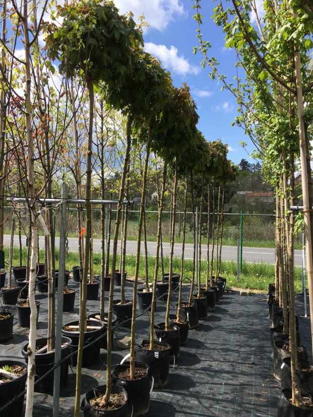 Acer platanoides 'Globosum'