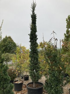Cedrus atlantica 'Fastigiata Glauca'