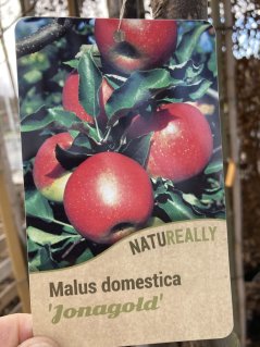 Malus domestica 'Jonagold'