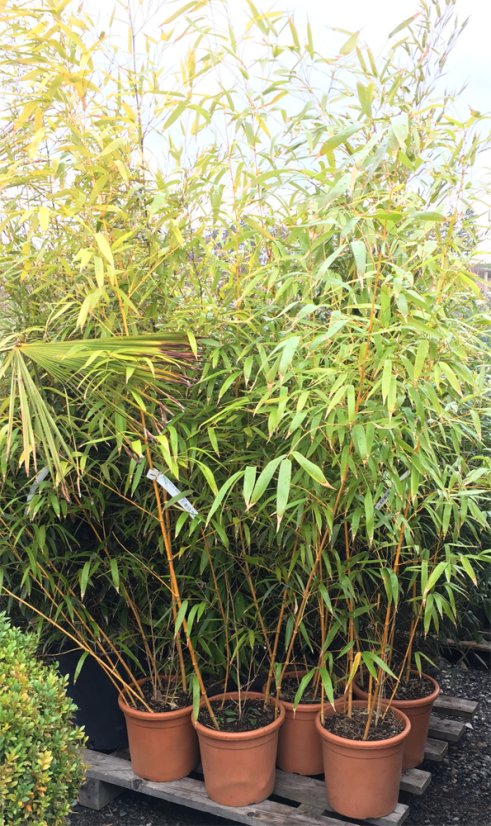 Phyllostachys aureosulcata 'Aureocaulis' - Varianty: ko10l velikost 100-150