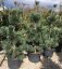 Pinus flexilis 'Vanderwolf’s Pyramid' - Varianty: ko45l velikost 125-150