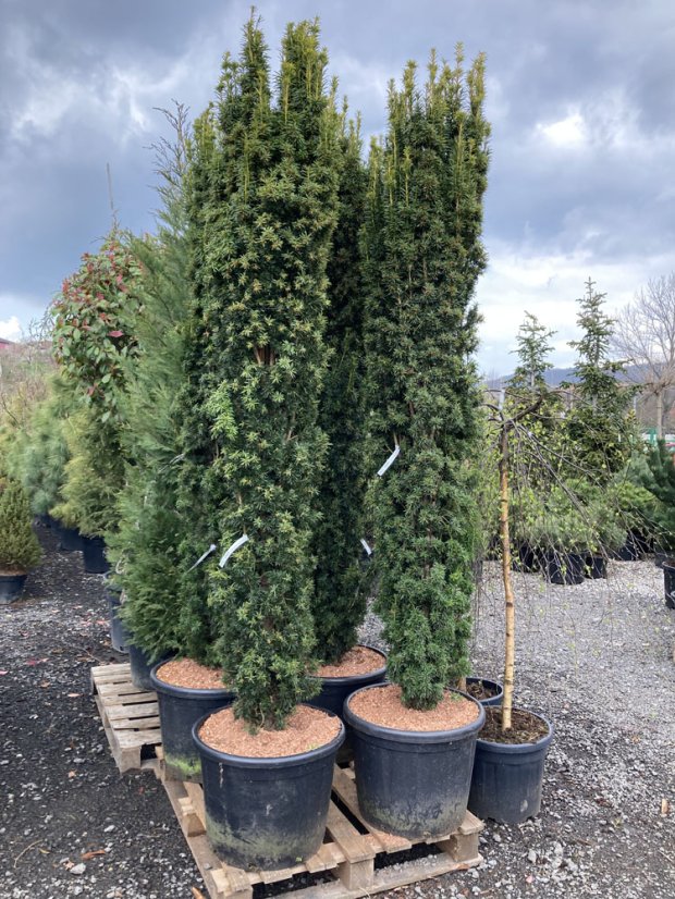 Taxus baccata 'Fastigiata Aurea' - Varianty: ko30l velikost 100-125