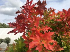 Quercus palustris 'Green Dwarf'