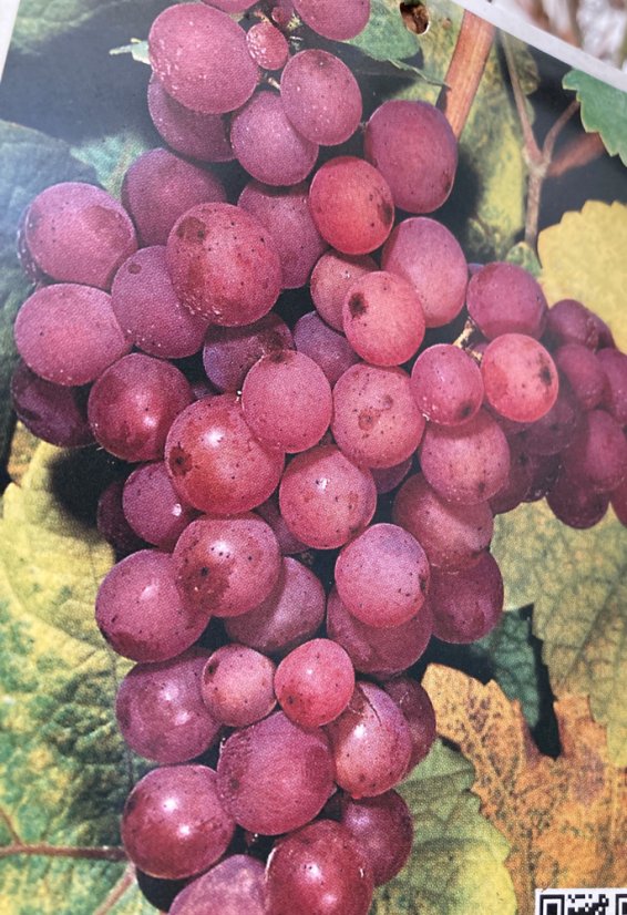 Vitis vinifera - Varianty: "Jarka" ko20l kmen 100 bílé bezsemenné