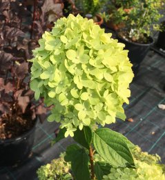 Hydrangea paniculata 'Limelight' ®