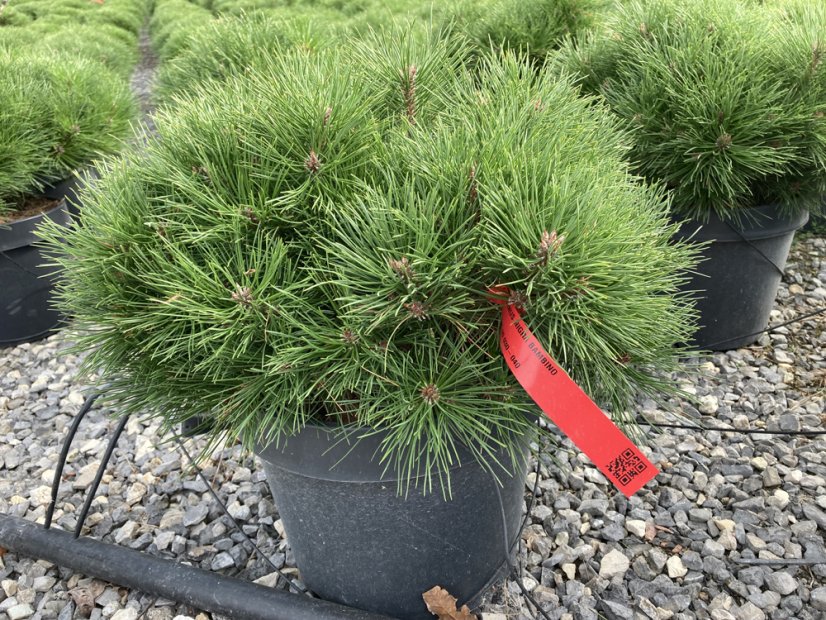 Pinus nigra 'Bambino' - Varianty: ko20l velikost 50-60