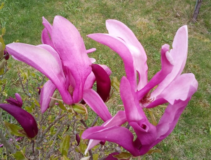 Magnolia 'Susan'