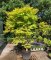 Acer palmatum 'Summer Gold'