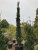 Cedrus atlantica 'Fastigiata Glauca'