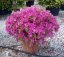 Azalea japonica - Varianty: "Hotshot Variegata" ko4l velikost 25-30 červená