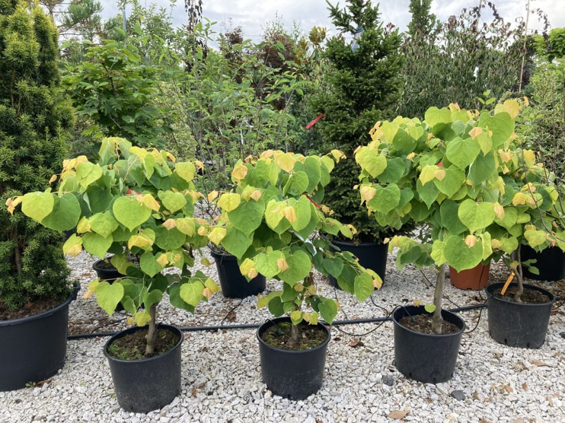 Cercis canadensis 'The Rising Sun' - Varianty: ko20l velikost 175-200