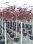 Albizia julibrissin 'Summer Chocolate' - Varianty: ko15l kmen 120