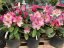 Rhododendron x hybridum