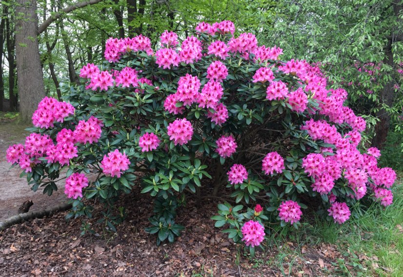 Rhododendron x hybridum - Varianty: ko2,5l velikost 25-30