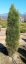 Pinus nigra 'Green Tower' - Varianty: ko25l velikost 60-80