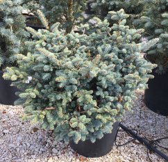 Picea pungens 'Glauca Globosa'